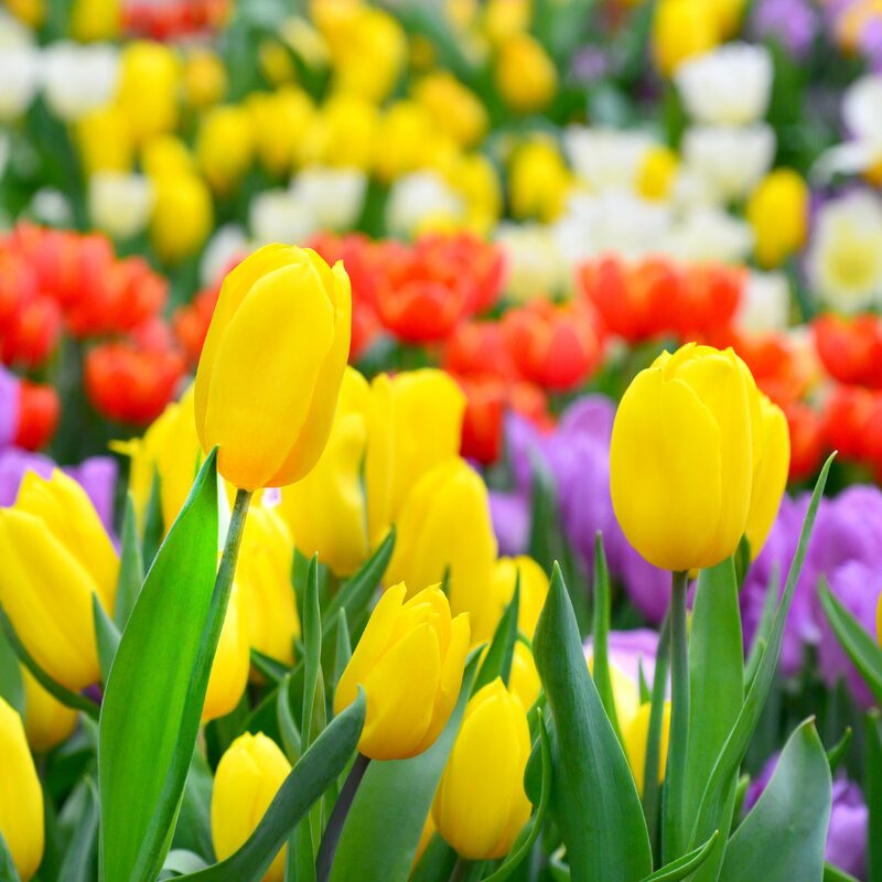 25 Yellow Tulip Bulbs