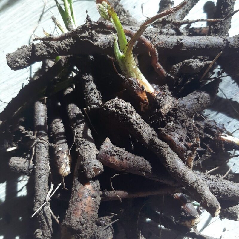 White Oleander