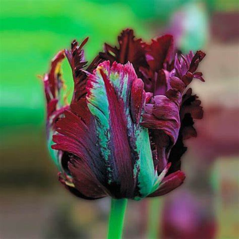 10 Black Parrot Tulip Bulbs for Your Garden, Perennial Flower Plants