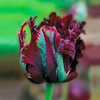 20 Black Parrot Tulip Bulbs for Your Flower Garden