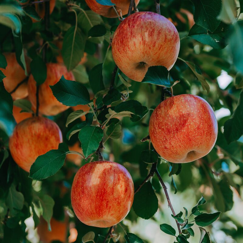 Honeycrisp Apple Tree, 4-5 Feet Tall