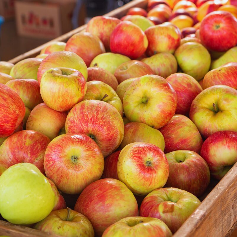 Honeycrisp Apple Tree, 3-4 Feet Tall