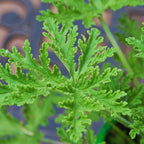 4 Citronella Plants, 3 to 6 Inches Long
