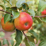 Honeycrisp Apple Tree, 3-4 Feet Tall