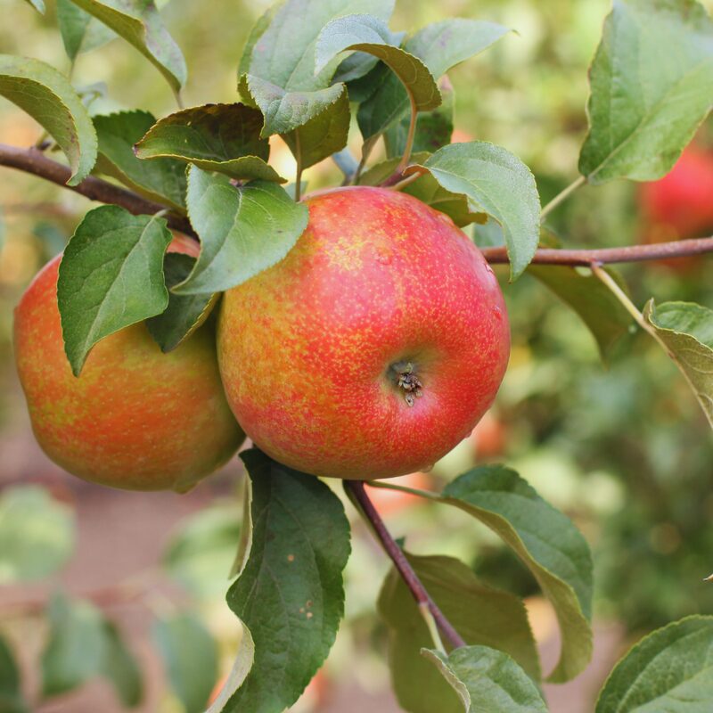 Honeycrisp Apple Tree, 3-4 Feet Tall