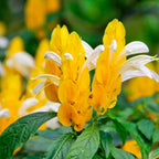 Golden Maroon Shrimp Plant - 5 Inc Tall, 2 Plants