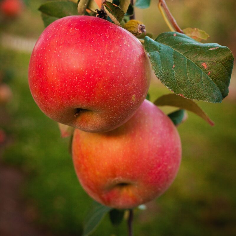 Honeycrisp Apple Tree, 4-5 Feet Tall