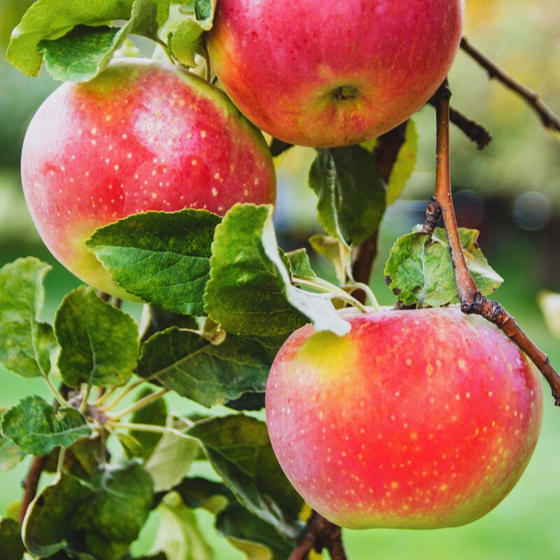 Honeycrisp Apple Tree, 6-7 Feet Tall