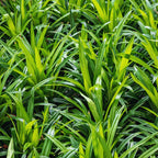 Pandan Plant for Sale - 12 to 17 Inches Tall