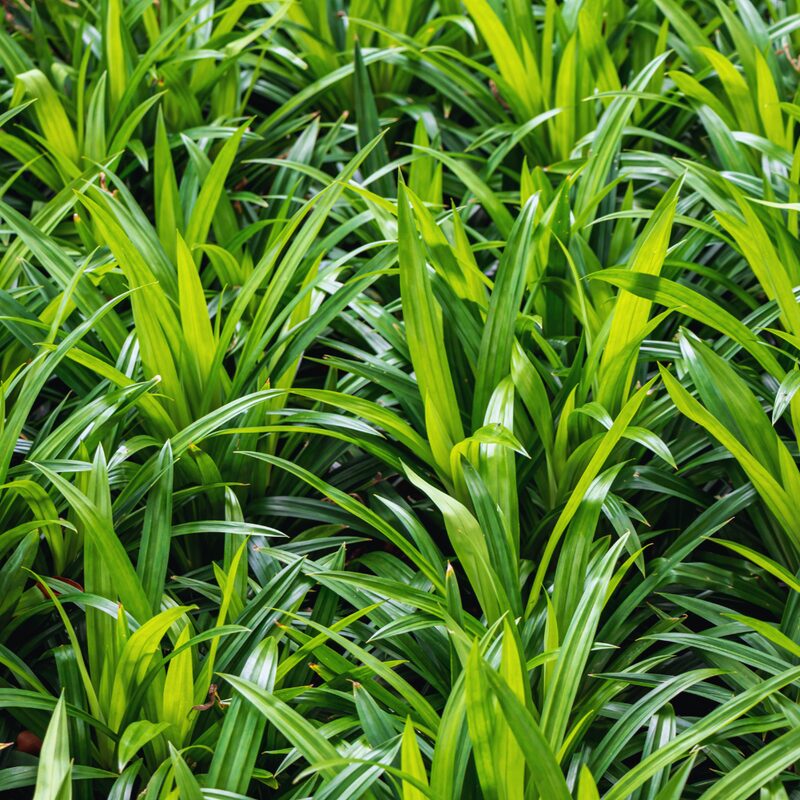 Pandan Plant for Sale - 12 to 17 Inches Tall