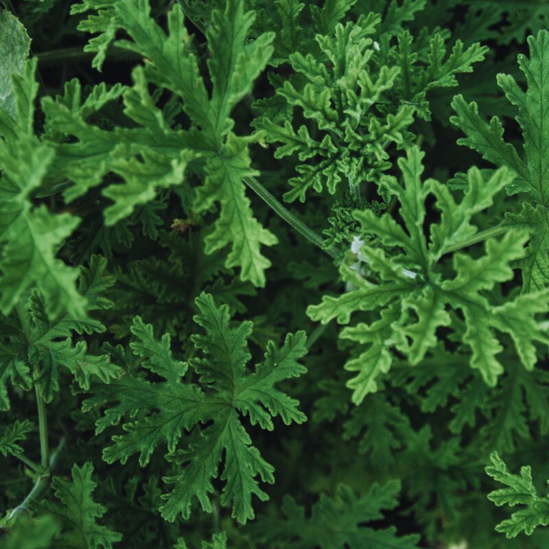2 Citronella Plants, 3 to 6 Inches Long