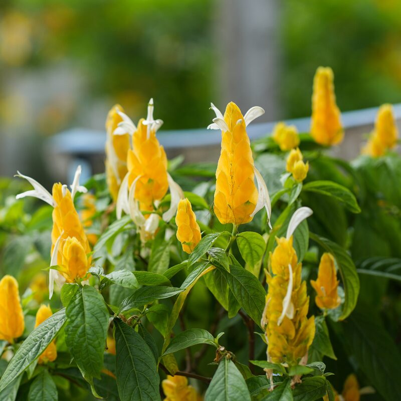 Yellow Maroon Shrimp Plant - 2 Plants, 5 Inc Tall
