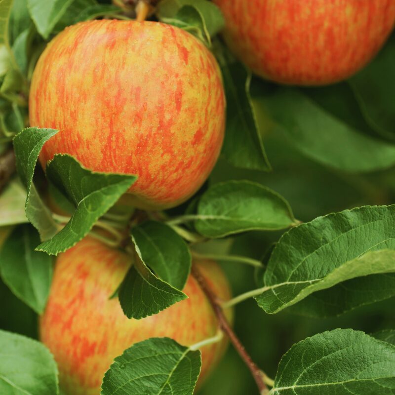 Honeycrisp Apple Tree, 5-6 Feet Tall