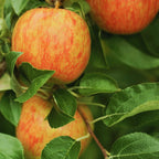 Honeycrisp Apple Tree, 5-6 Feet Tall