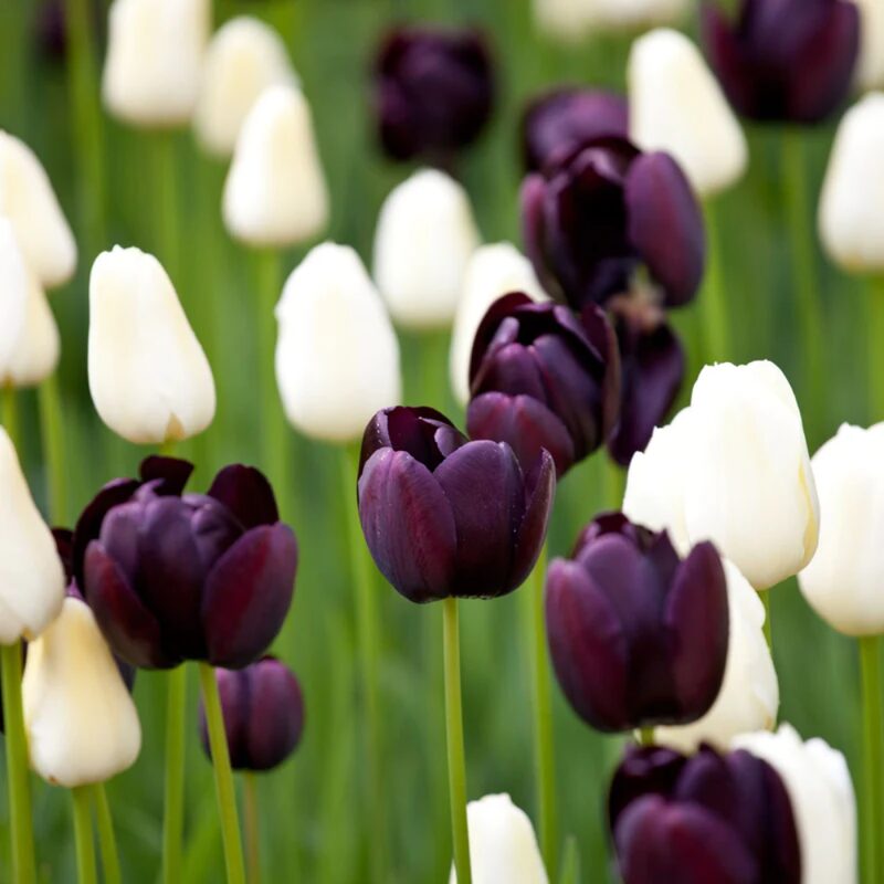 100 Black and White Tulip Bulbs