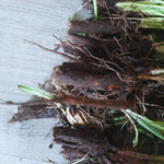 15 Russian Comfrey Bocking 14 Roots - Comfrey Plants Roots - Comfrey Herb Plants - No Plant