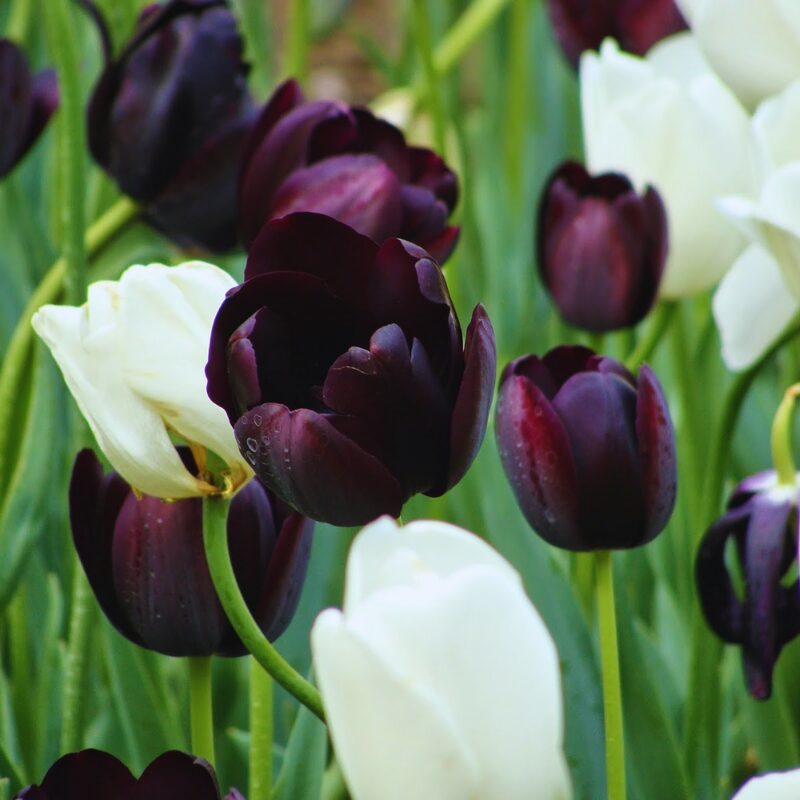 10 Black and White Tulip Bulbs