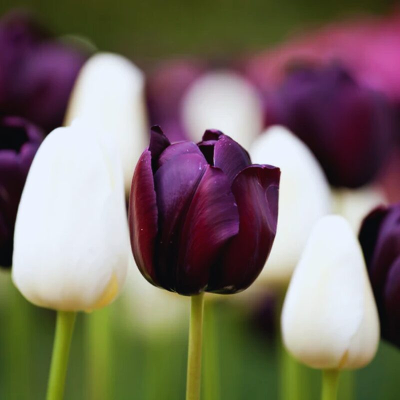 10 Black and White Tulip Bulbs