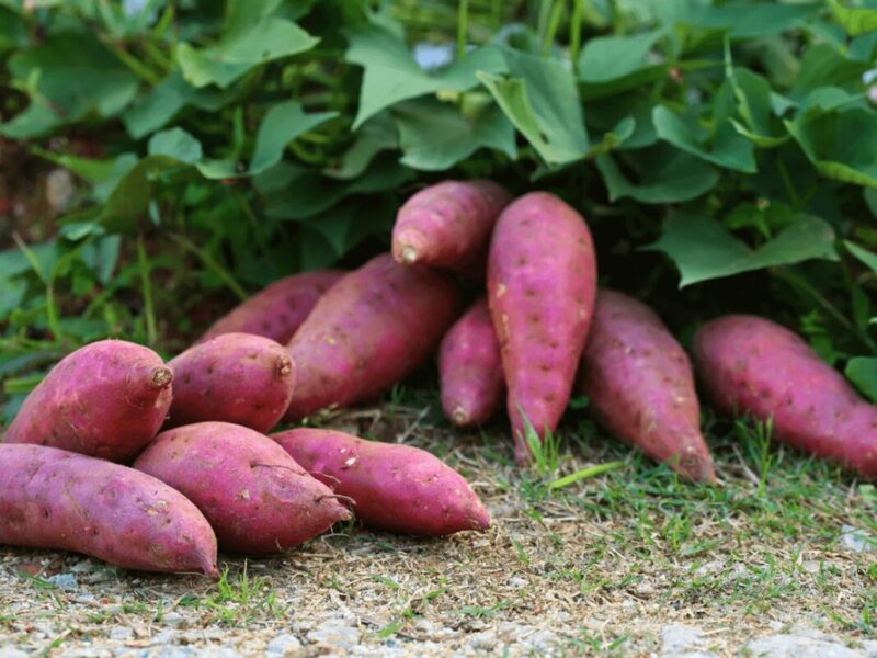 Japanese Red Sweet Potato Slips, Sweet Potato Vine Live Plant - 10 Slips - Non-Gmo Organic - Non-Gmo Organic - Well Rooted - Zone: 10-11- Outdoors - Full Sun