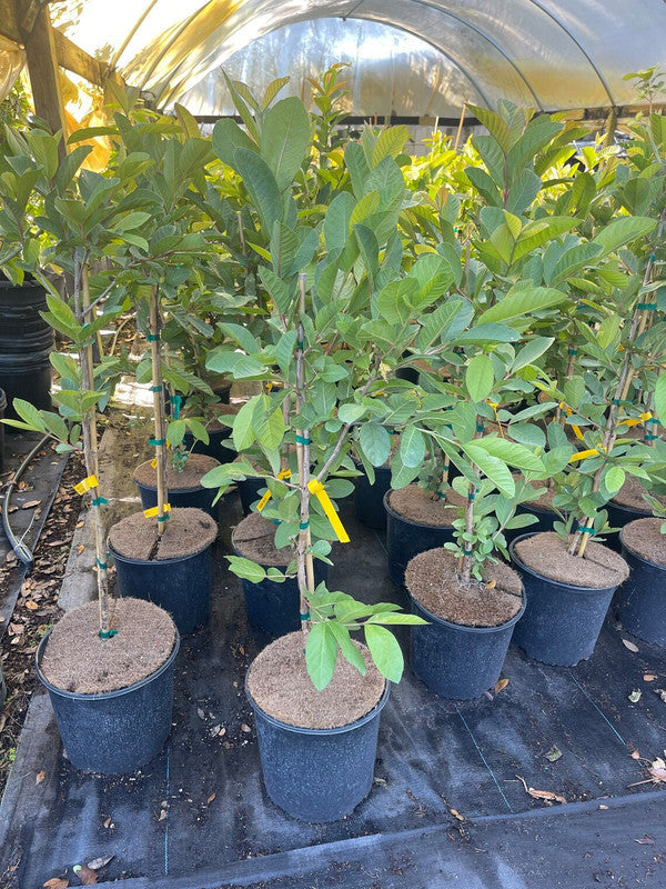 White Guava Tree Plant
