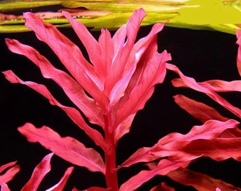Ammonia Gracilis Aquarium Plant, 7 Stems Live Plant