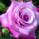 Fragrant Plum Rose Plant Live