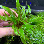 Green Crypt Cryptocoryne Aquarium Plant, 7 Stems Live Plant