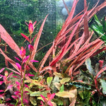 Red Crypt Cryptocoryne Aquarium Plant, 7 Stems Live Plant