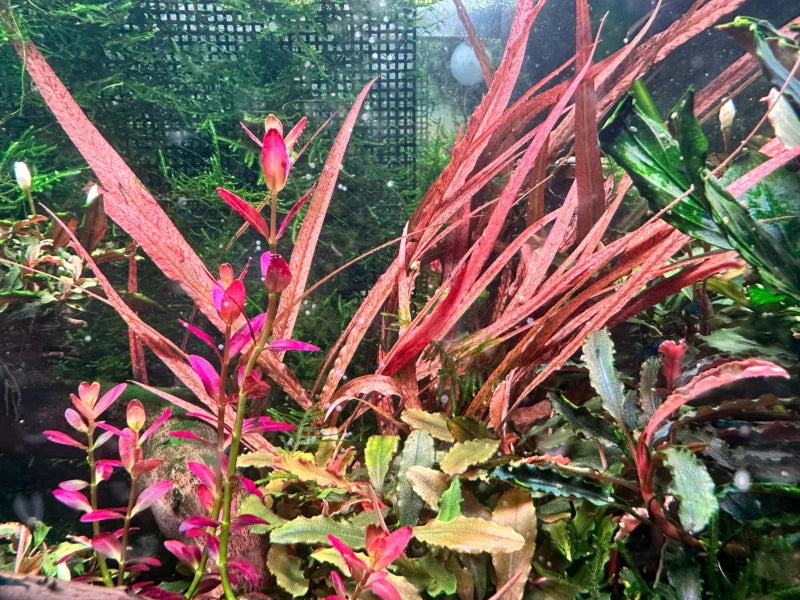 Red Crypt Cryptocoryne Aquarium Plant, 7 Stems Live Plant