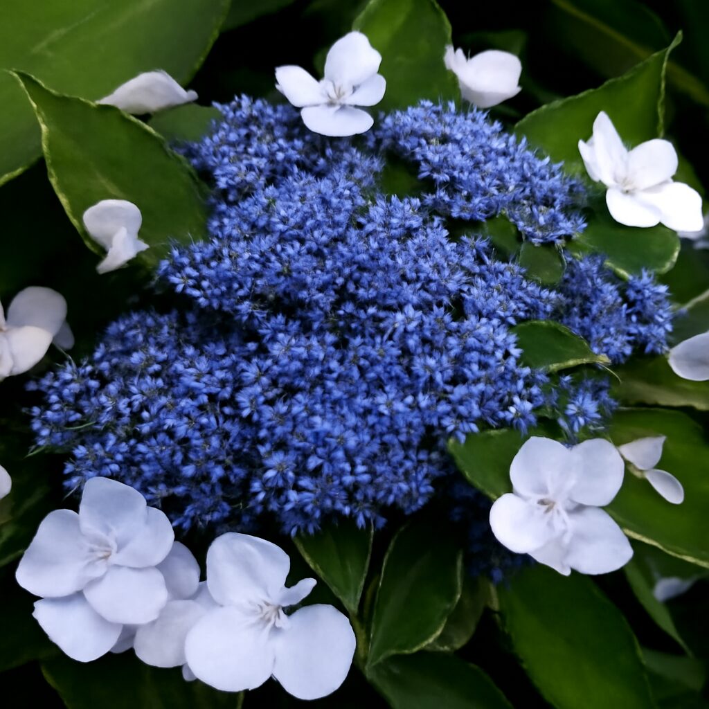 Lacecap Petals Hydrangea Live Plant Bush Shrub for Planting, 4 to 8 Inc Tall, Hydrangea Plant Tree