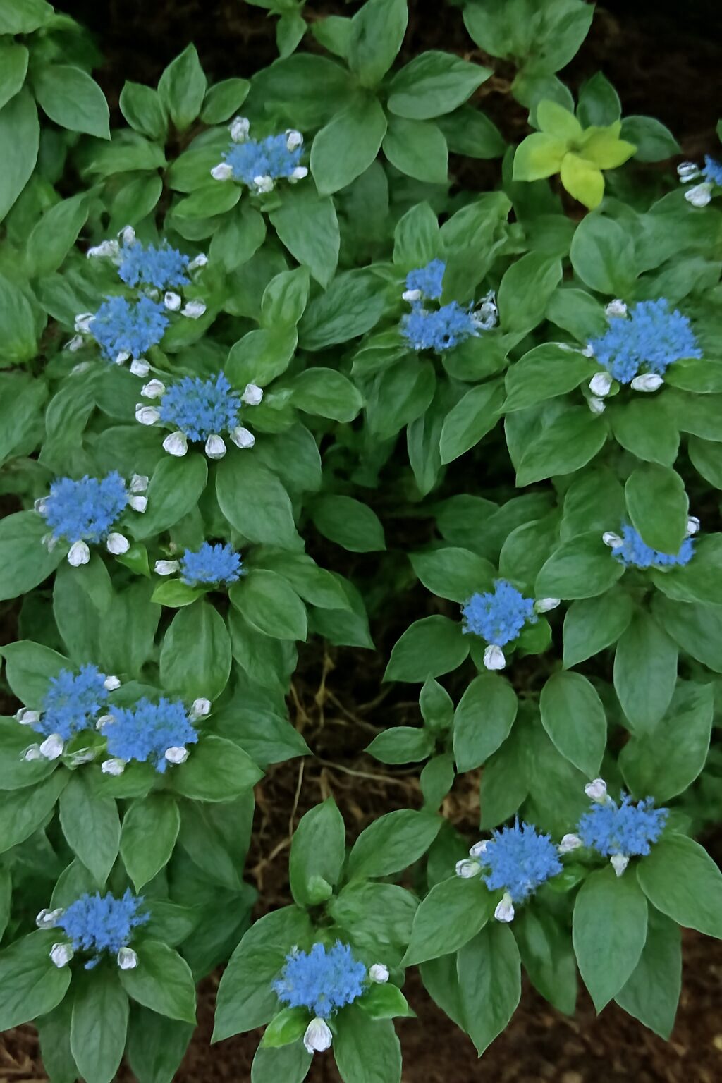 Hydrangea Plant Live, Hydrangea Shrub Bush, Hydrangea Live Plant for House Planting, Outdoor Hydrangea, 4-8" Tall, No Pot, Lacecap Petals
