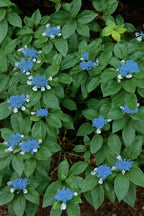 Hydrangea Plant Live, Hydrangea Shrub Bush, Hydrangea Live Plant for House Planting, Outdoor Hydrangea, 4-8" Tall, No Pot, Lacecap Petals