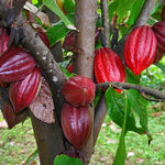 2 Big Fresh Cacao Fruits Theobroma Cocoa Tree Beans - Raw Fruit