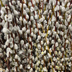 10 Large Pussy Willow Tree Cuttings, No Root, Easy to Root, Landscape Planting, 8-10 Inch Cuttings to Yield 10 Trees In Field or 20 In Containers