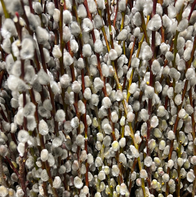 10 Large Pussy Willow Tree Cuttings, No Root, Easy to Root, Landscape Planting, 8-10 Inch Cuttings to Yield 10 Trees In Field or 20 In Containers