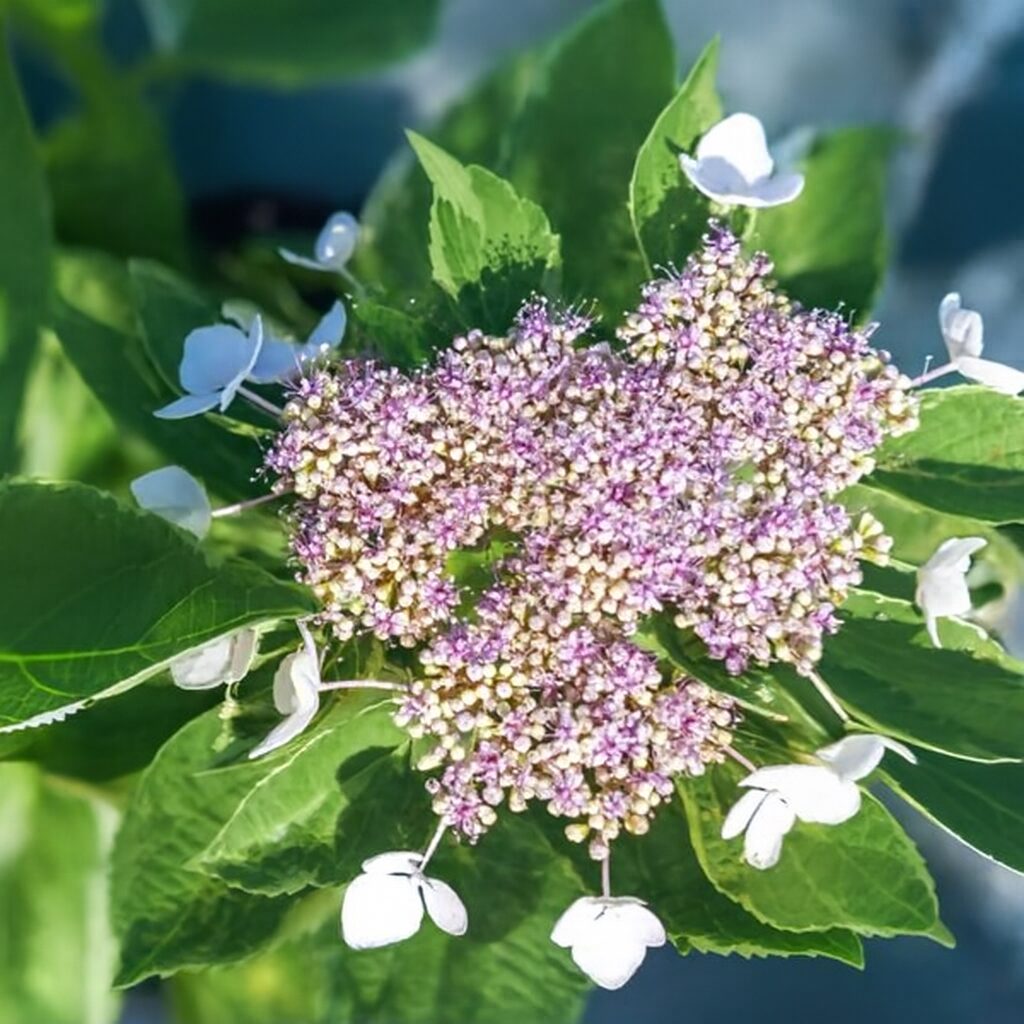 Hydrangea Plant Live, Hydrangea Shrub Bush, Hydrangea Live Plant for House Planting, Outdoor Hydrangea, 4-8" Tall, No Pot, Lacecap Petals