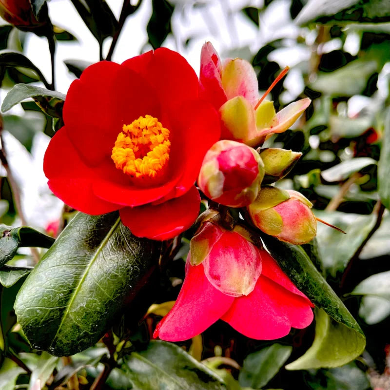 Red Camellia Live Plants in 4" Pot, 6-10" in Tall