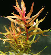 Ammonia Gracilis Aquarium Plant, 7 Stems Live Plant