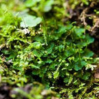 Hornwort Aquarium Plant, 7 Stems Live Plant