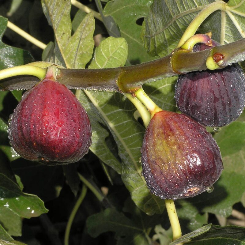Italian Everbearing Plant Live
