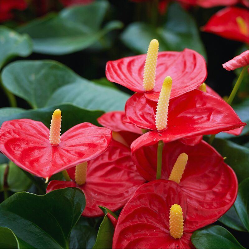 Red Anthurium Plant - 4 Inc Pot, 5 to 7 Inc Tall