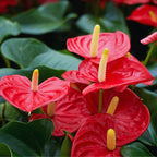 Red Anthurium Plant - 4 Inc Pot, 5 to 7 Inc Tall