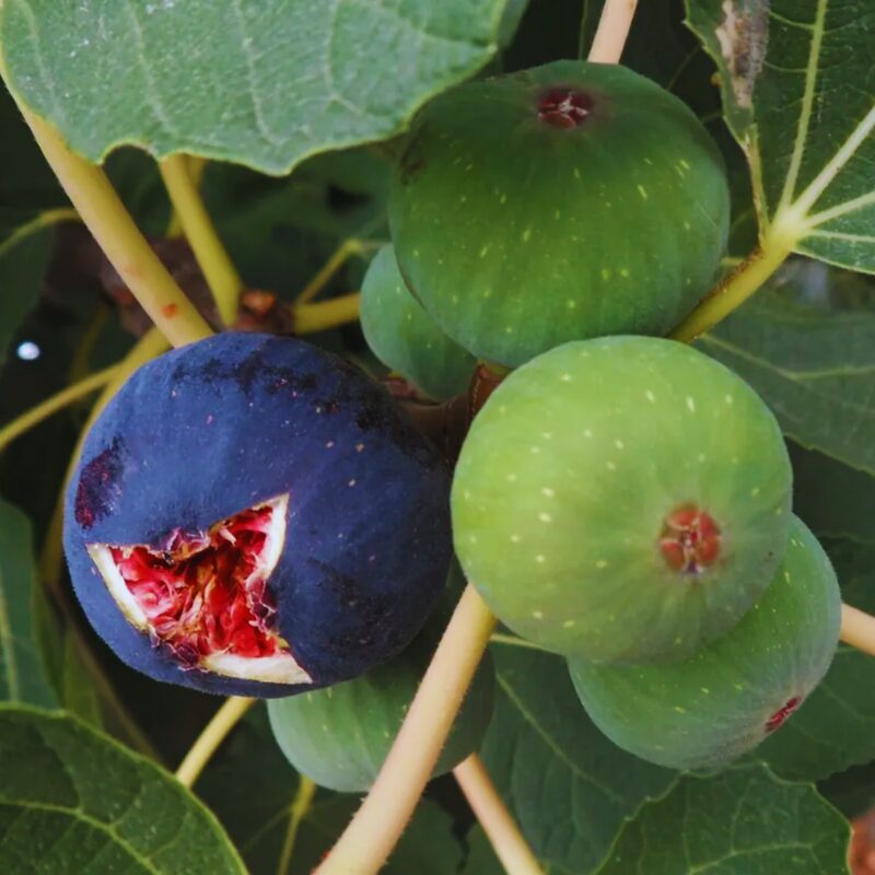 Italian Purple Fig Tree, 8 Inc Tall in 4'' Pot
