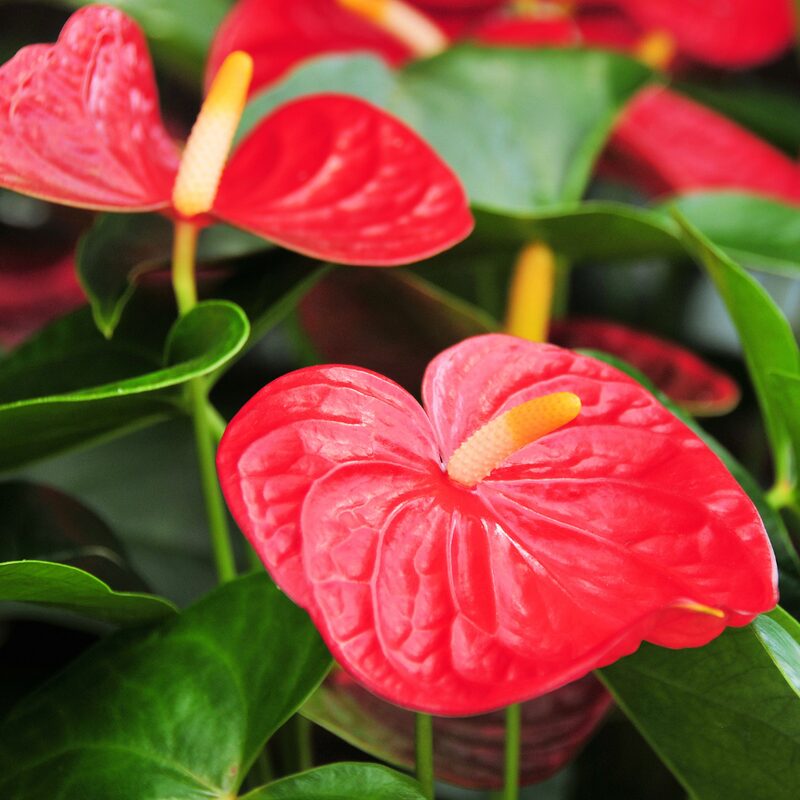 Red Anthurium Plant - 5 to 7 Inc Tall in 4'' Pot