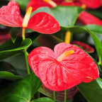 Red Anthurium Plant - 5 to 7 Inc Tall in 4'' Pot