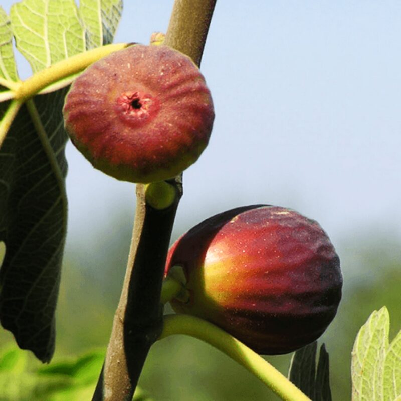 2 Italian Purple Fig Trees, 8 to 10 Inc Tall in 4'' Pot