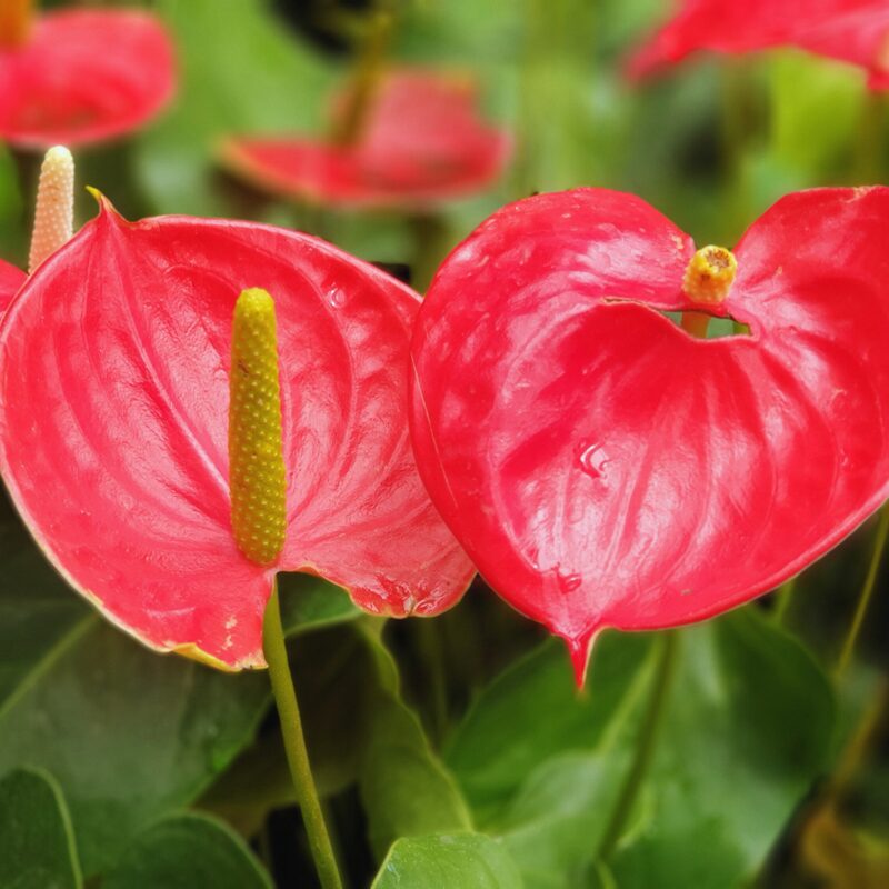 Red Anthurium Plant Live - 4 Inc Pot, 5 to 7 Inc Tall