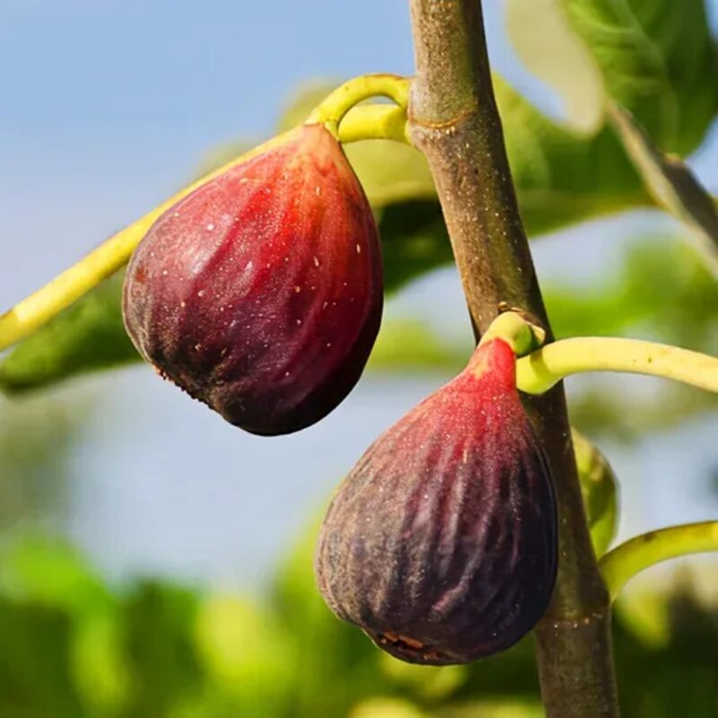 2 Italian Purple Fig Trees, 8 to 10 Inc Tall in 4'' Pot