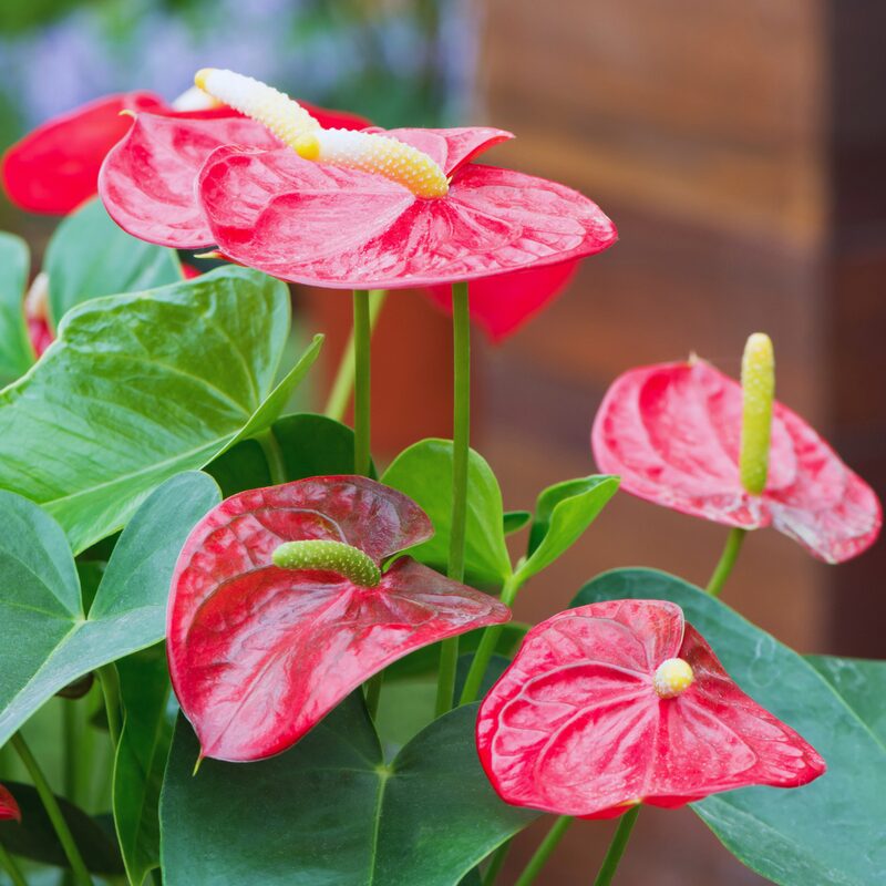 Red Anthurium Plant - 4 Inc Pot, 5 to 7 Inc Tall