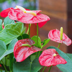 Red Anthurium Plant - 4 Inc Pot, 5 to 7 Inc Tall